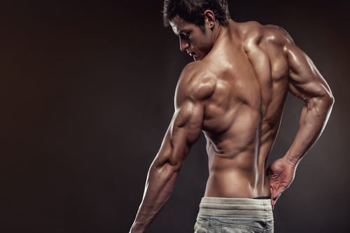 Musculation, muscle supinateur
